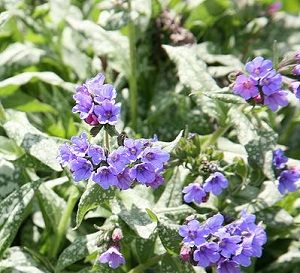 TREVI FOUNTAIN LUNGWORT