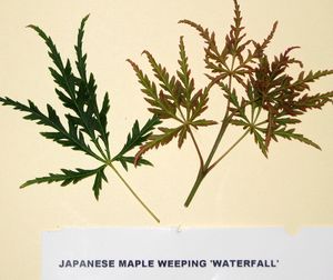 WATERFALL WEEPING JAPANESE MAPLE