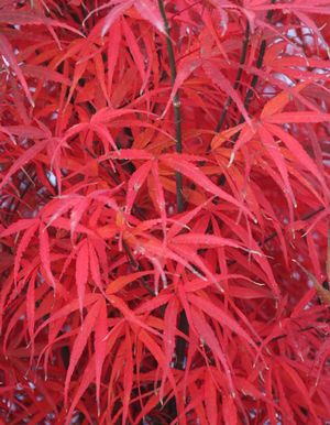 HUBB'S RED WILLOW UPRIGHT JAPANESE MAPLE