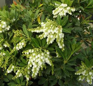 SOUTHERN LADY® PIERIS