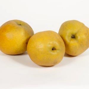 TAWARA ASIAN PEAR