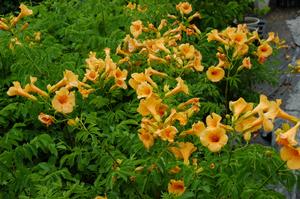 SUMMER JAZZ™ SUNRISE GOLD TRUMPET VINE