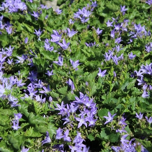 BLUE WATERFALL BELLFLOWER
