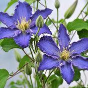 BROTHER STEFAN® CLEMATIS