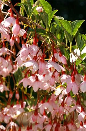 MARLEY'S PINK® WEEPING JAPANESE SNOWBELL
