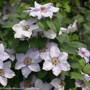 STILL WATERS™ CLEMATIS