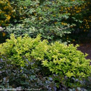 CASTLE GOLD™ BLUE HOLLY