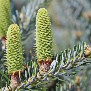 HORSTMANN'S SILBERLOCKE KOREAN FIR