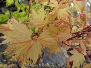CORAL PINK UPRIGHT JAPANESE MAPLE