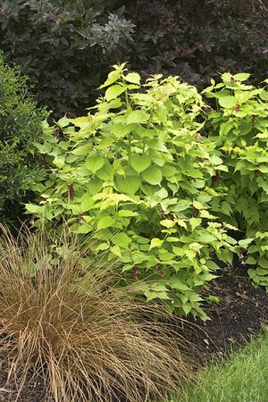 GOLDEN LANTERNS® PHEASANT BERRY