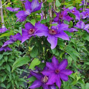 THE PRESIDENT CLEMATIS
