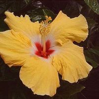 SUNDANCE TROPICAL HIBISCUS