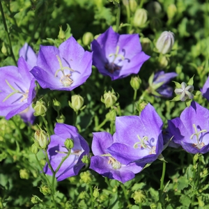 BLUE CLIPS BELLFLOWER