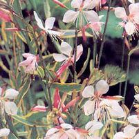 CORRIE'S GOLD WAND FLOWER