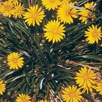COLORADO GOLD® GAZANIA