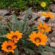 TANAGER® GAZANIA