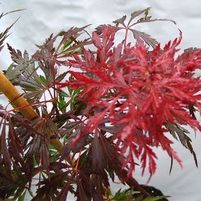 RED DRAGON WEEPING JAPANESE MAPLE