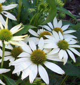 KIM'S MOP HEAD CONEFLOWER