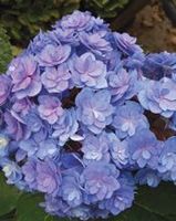 FOREVER & EVER® TOGETHER HYDRANGEA