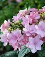 FOREVER & EVER® DOUBLE PINK HYDRANGEA
