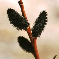 BLACK PUSSY WILLOW