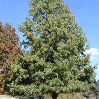 CHEROKEE™ SWEETGUM