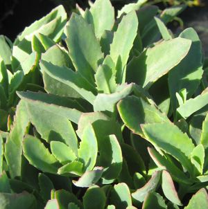 MUNSTEAD DARK RED SEDUM