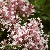 SUGAR PLUM FAIRY® LILAC