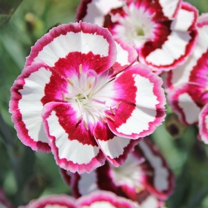 RASPBERRY SWIRL DIANTHUS