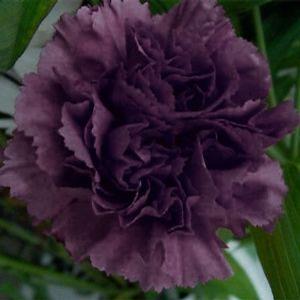 KING OF THE BLACKS DIANTHUS
