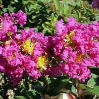 TWILIGHT CRAPEMYRTLE