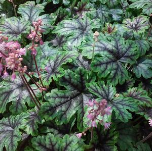 TAPESTRY FOAMY BELLS