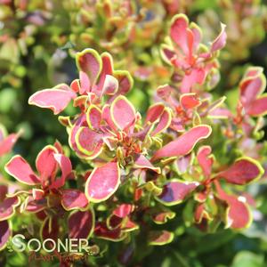 GOLDEN RUBY™ BARBERRY