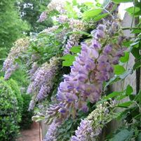 AUNT DEE WISTERIA