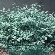 VARIEGATED DOGWOOD