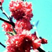 DOUBLE RED FLOWERING PEACH