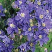 CLEMENTINE BLUE COLUMBINE