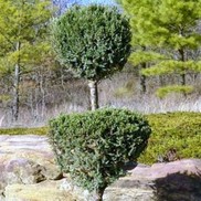 2-TIER POODLE HETZI COLUMN JUNIPER