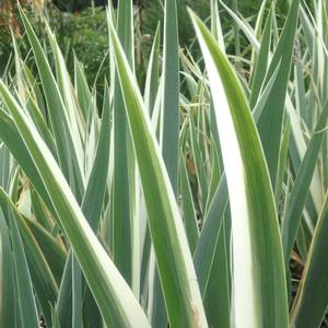 WHITE VARIEGATED IRIS