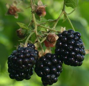 CHEROKEE THORNLESS BLACKBERRY
