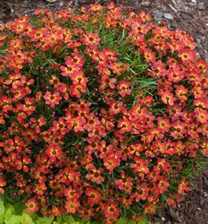 LITTLE PENNY TICKSEED