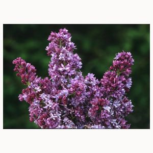 ROYAL PURPLE LILAC