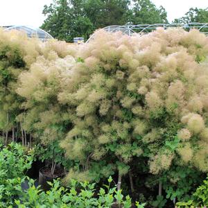 YOUNG LADY SMOKETREE