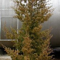 DUNDEE HILLS JUNIPER