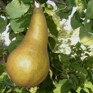 BOSC PEAR