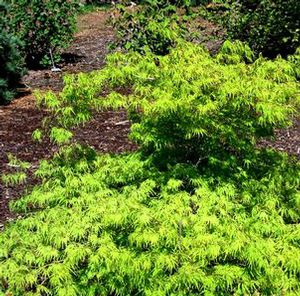 GREEN MIST WEEPING JAPANESE MAPLE