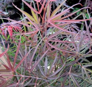 SCOLOPENDRIFOLIUM UPRIGHT JAPANESE MAPLE