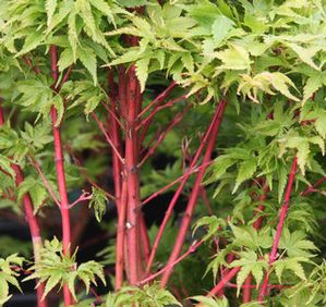 WINTER FLAME UPRIGHT JAPANESE MAPLE