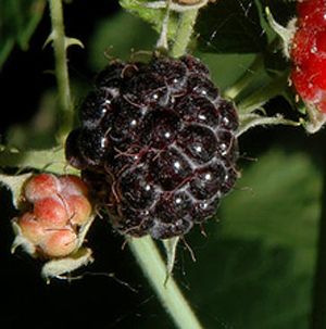 CUMBERLAND BLACK RASPBERRY