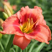 BAHAMA PINK SKY™ KOKOMO™ DAYLILY